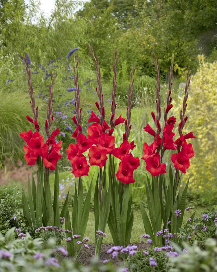 Gladiole 'Red Balance'